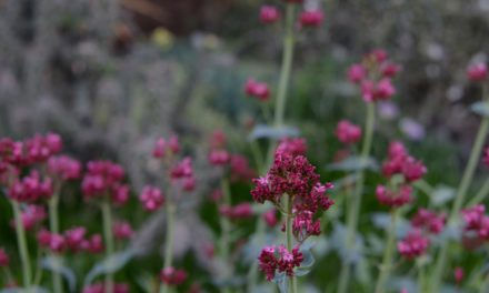 Worlds First Prescription Valerian Root An Ancient Sedative