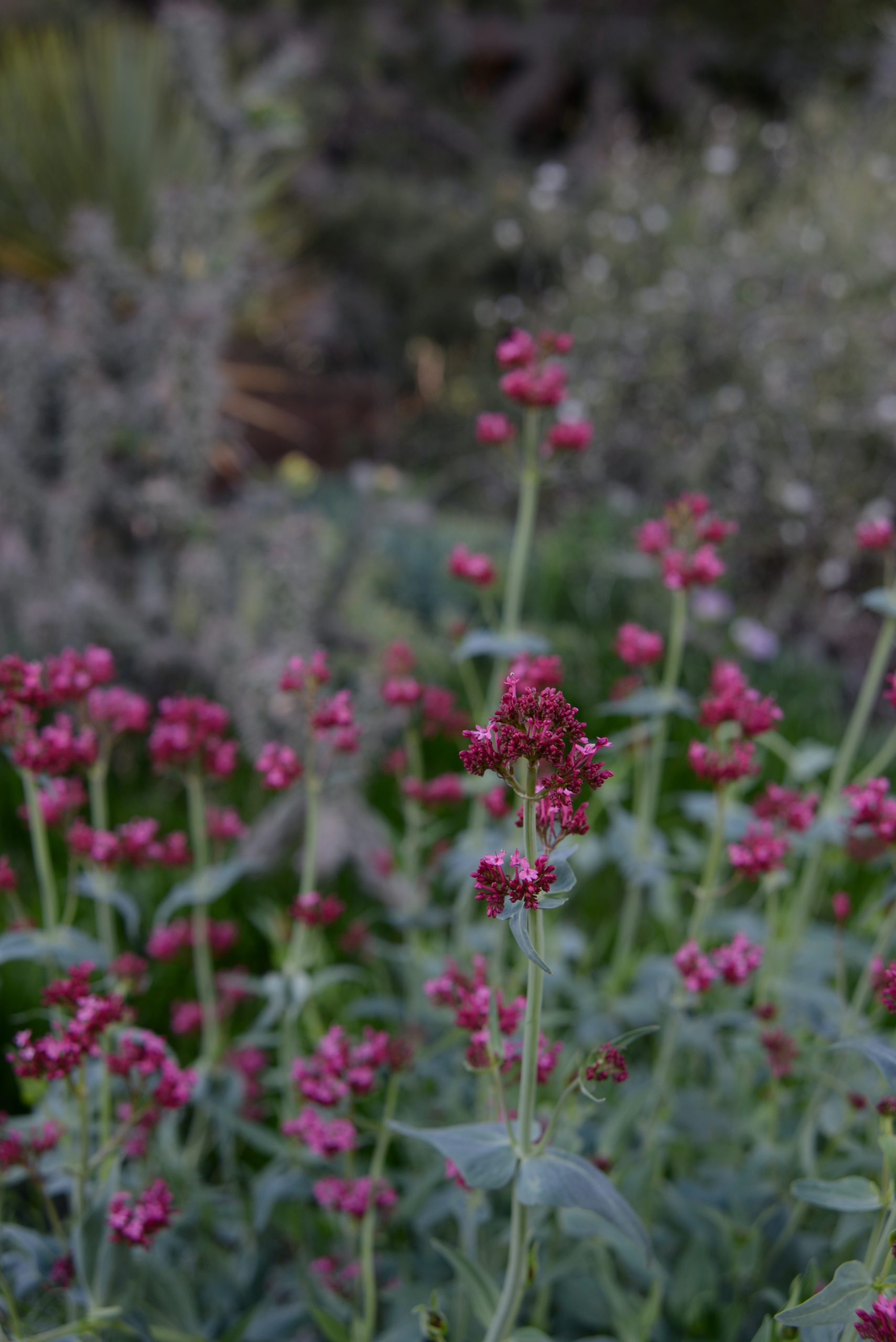 Red Valerian Flower