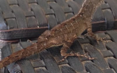 The Brown Anole An Invasive Species of Reptile in Florida