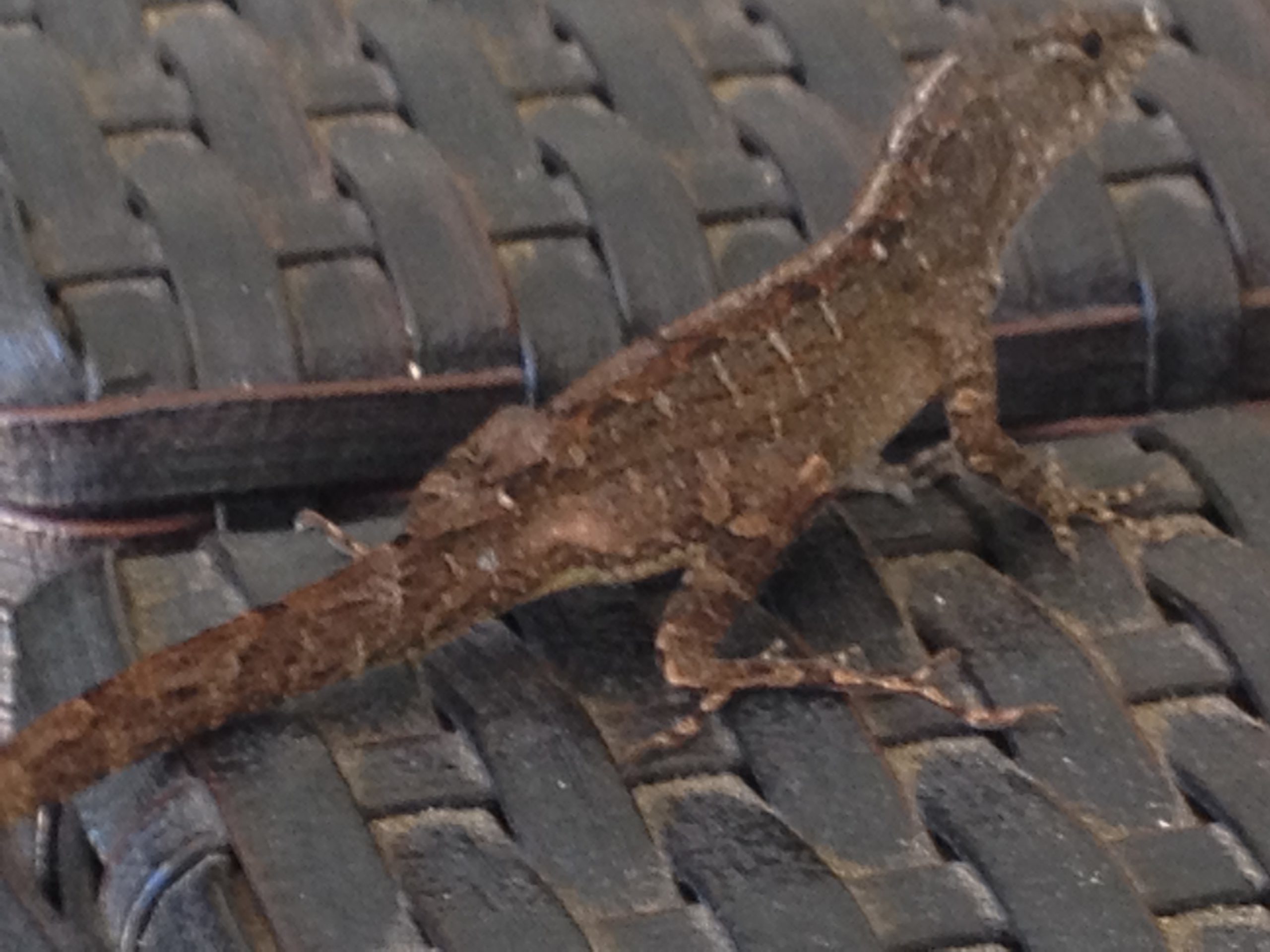 Brown Anole lFlorida